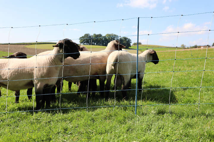 AKO Schafsnetz TitanNet Premium Vario